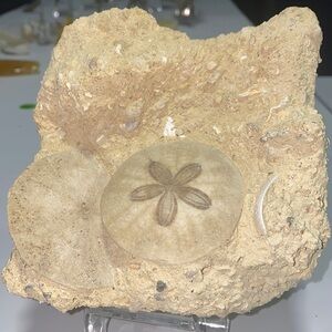 Sand dollar fossils in matrix - specimen ‘F’